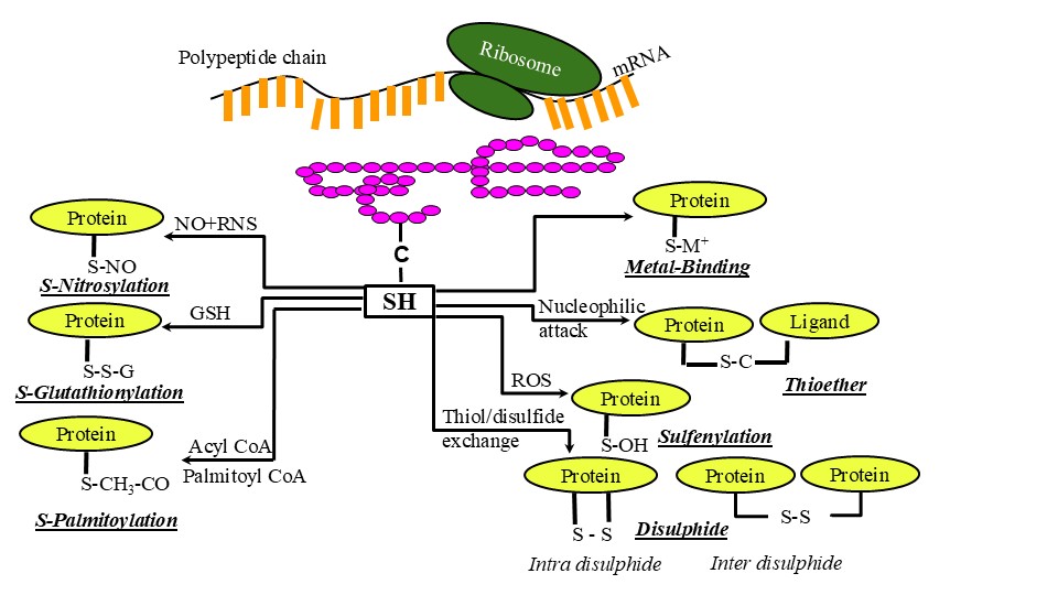 Multiple Modifications