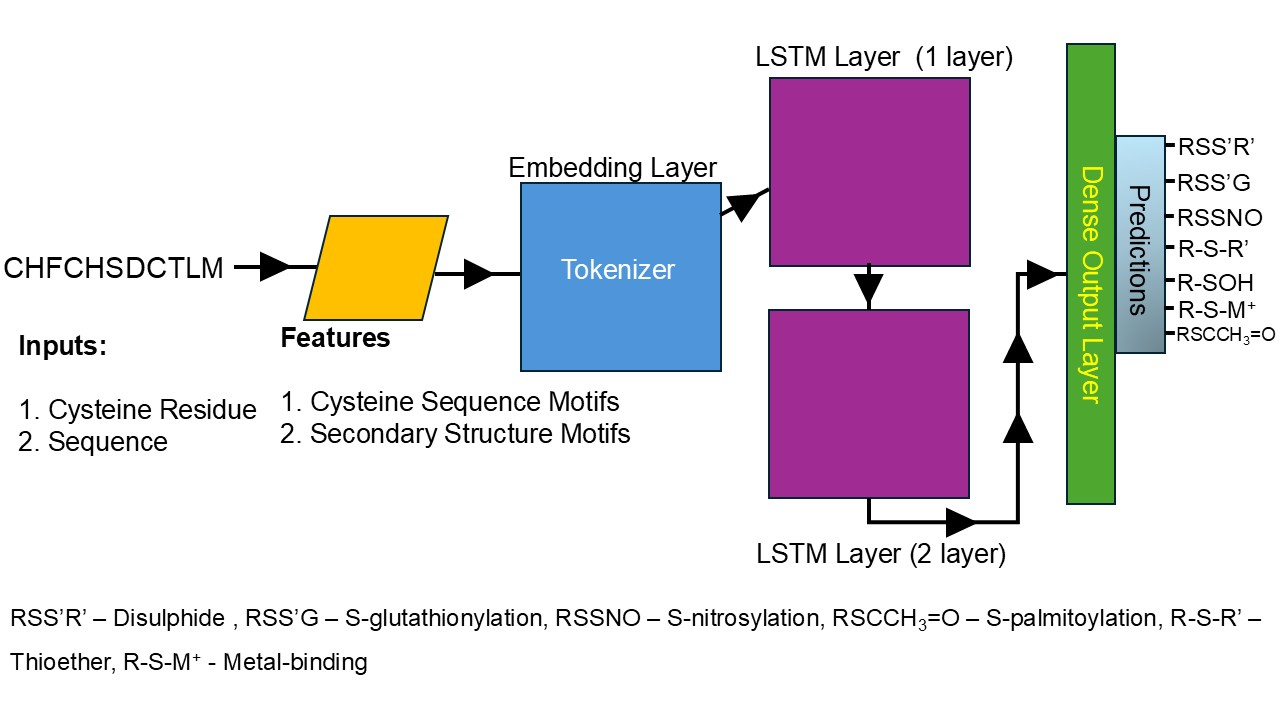 SeqDeepCys Architecture